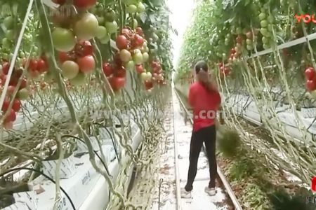 温室大棚植物工厂番茄栽植技术