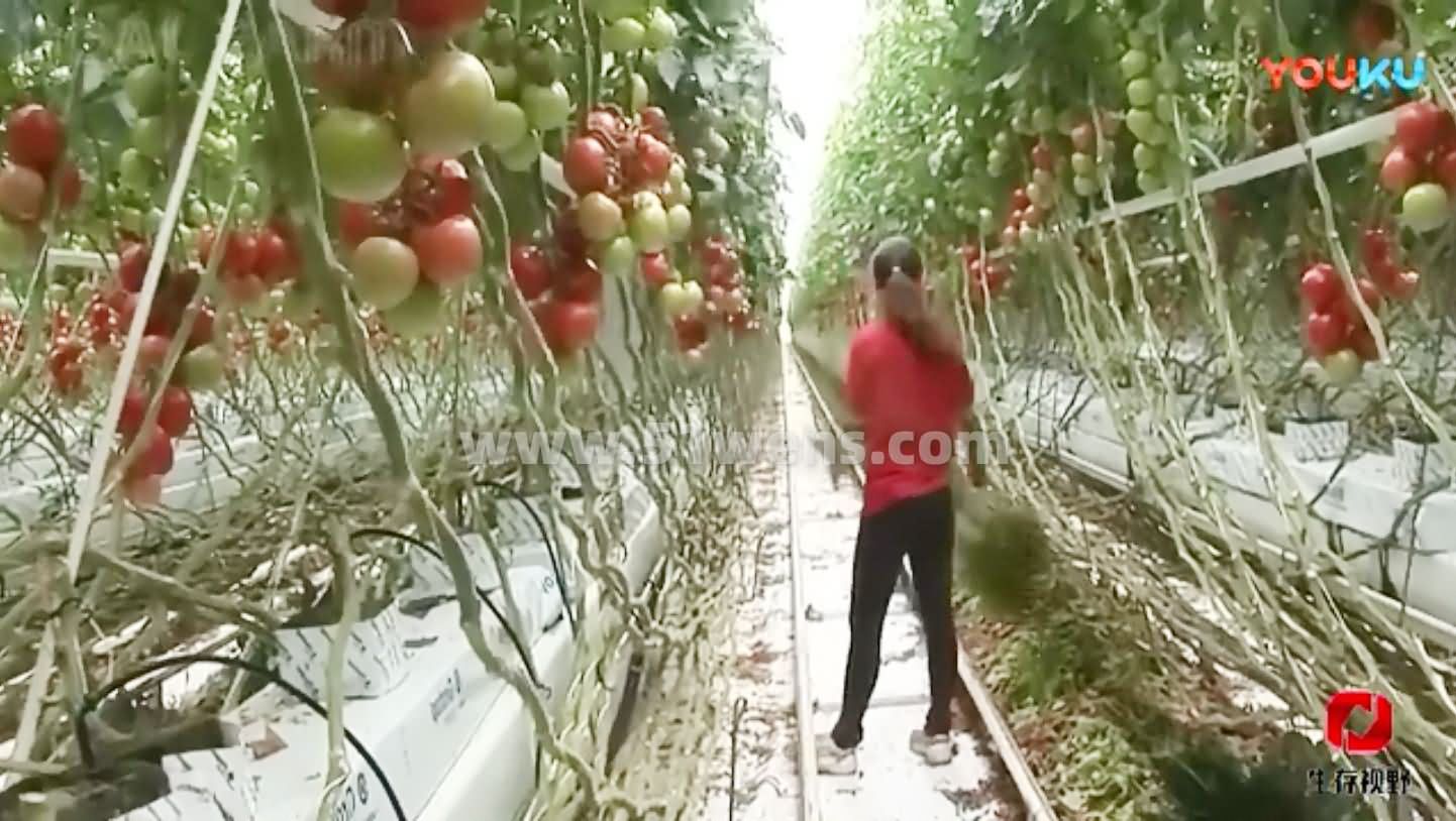 钢结构温室大棚植物工厂番茄栽植技术