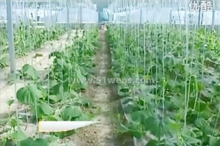 温室大棚瓠子栽培管理