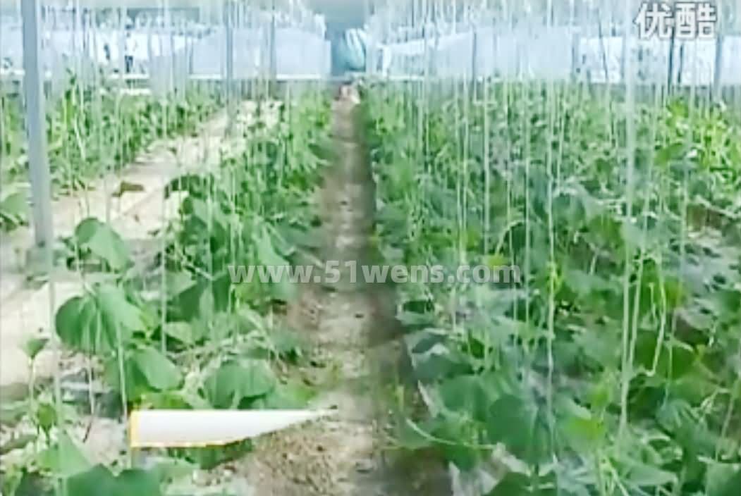 钢结构温室大棚瓠子栽培管理