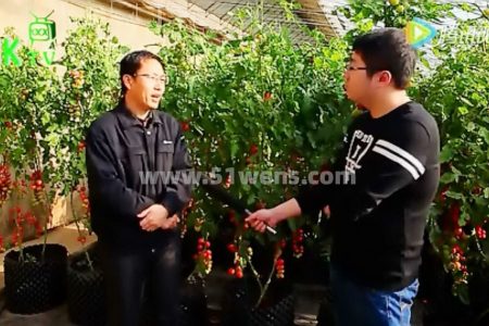 温室大棚番茄基质栽培技术与管理