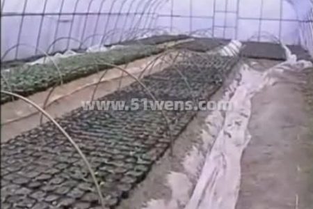 温室大棚西瓜栽培种植技术