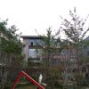 入秋园林绿化养护要注意修枝整形，把握好以下几点