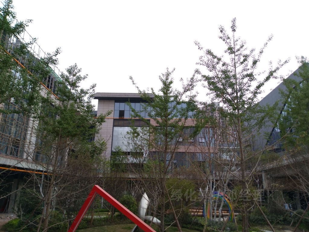 入秋园林绿化养护要注意修枝整形，把握好以下几点