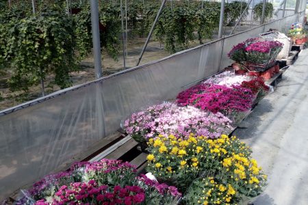 园林养护三步施肥法：轻施春肥、巧施夏肥、重施秋肥